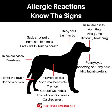  One person may experience allergy symptoms from a particular Bernedoodle, while another may be fine around that same dog